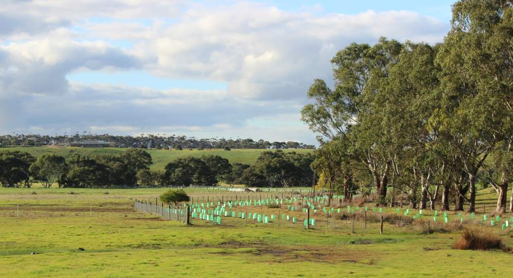 We're Rooting for Koalas: Enter the Koala Clancy Foundation (KCF)